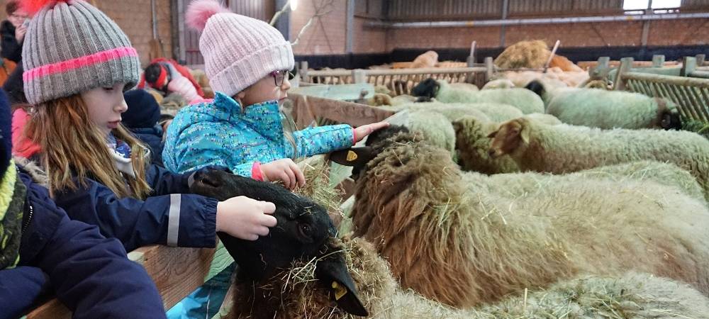 Schnipp, Schnapp - Willi macht die Wolle ab!