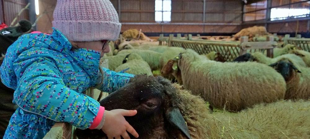 Schnipp, Schnapp - Willi macht die Wolle ab!