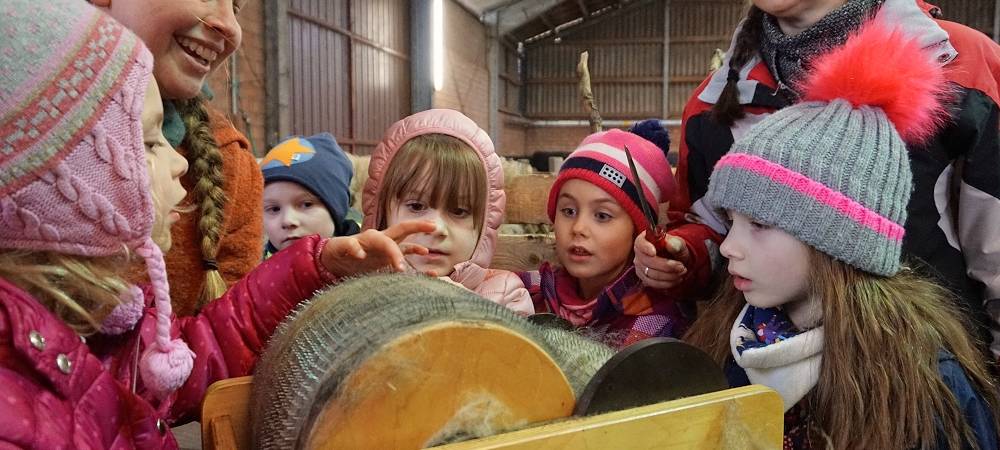 Schnipp, Schnapp - Willi macht die Wolle ab!