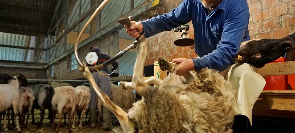 Schnipp, Schnapp - Willi macht die Wolle ab!