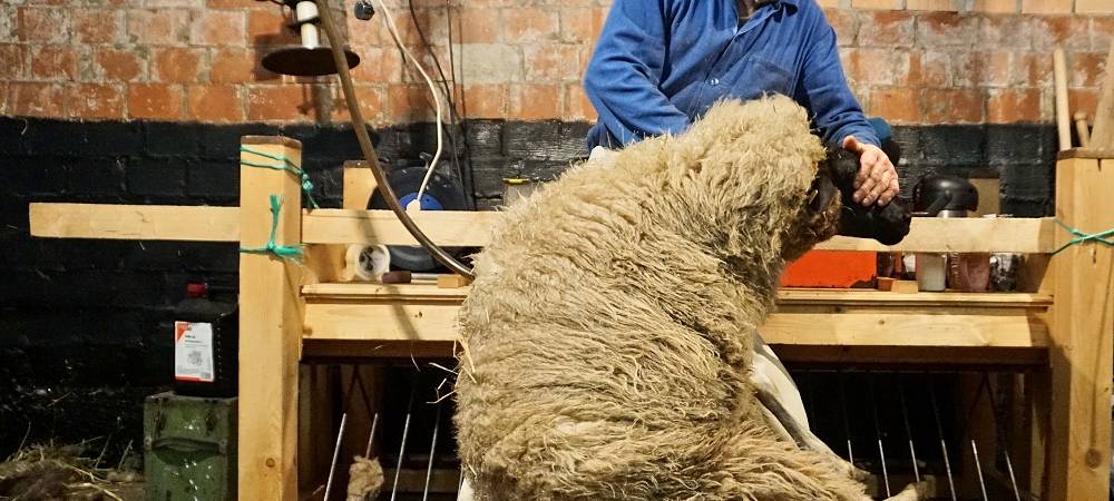 Schnipp, Schnapp - Willi macht die Wolle ab!