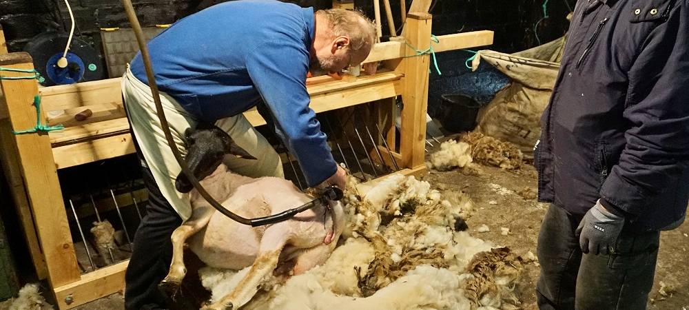 Schnipp, Schnapp - Willi macht die Wolle ab!