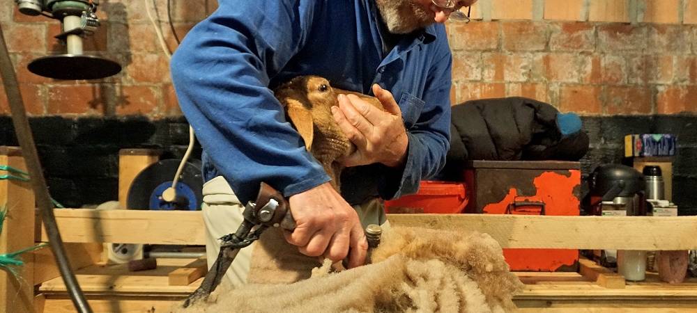 Schnipp, Schnapp - Willi macht die Wolle ab!