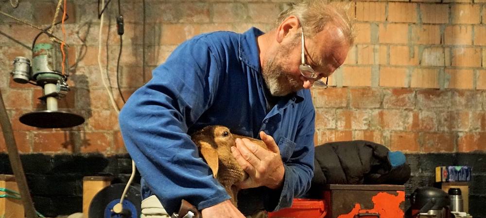 Schnipp, Schnapp - Willi macht die Wolle ab!