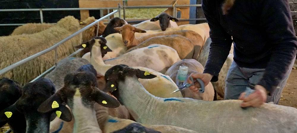 Schnipp, Schnapp - Willi macht die Wolle ab!