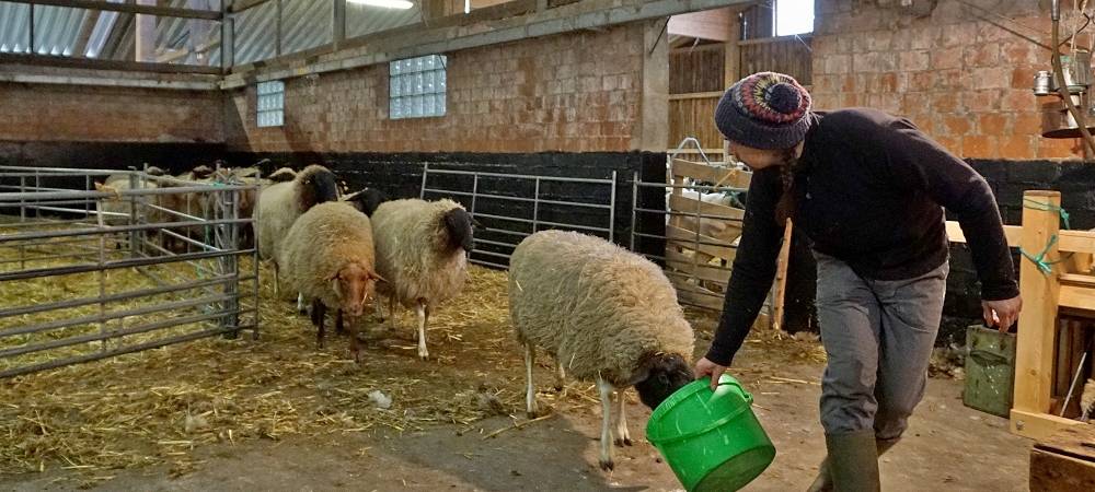 Schnipp, Schnapp - Willi macht die Wolle ab!