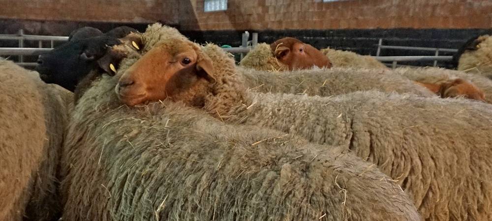 Schnipp, Schnapp - Willi macht die Wolle ab!