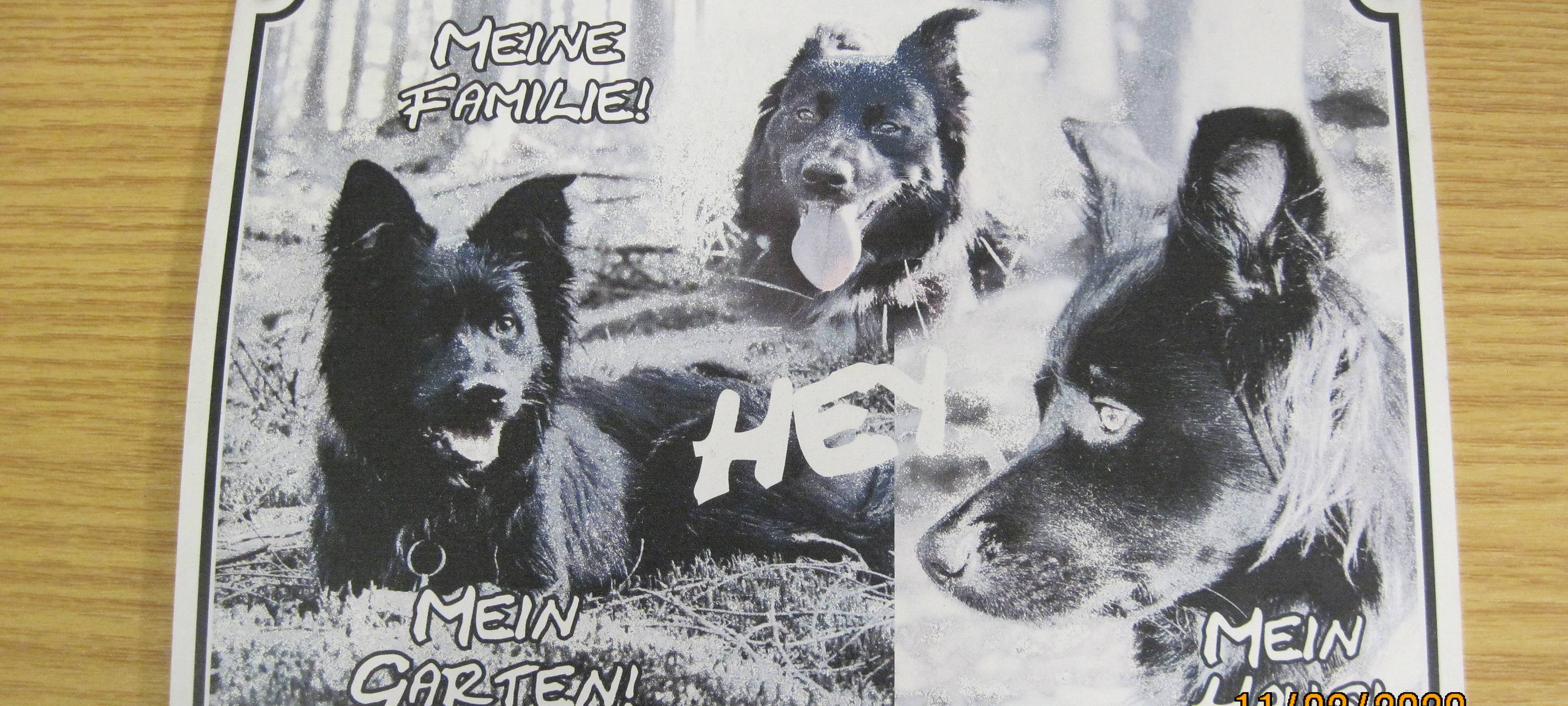 Besitzer von Hundeschildern gesucht