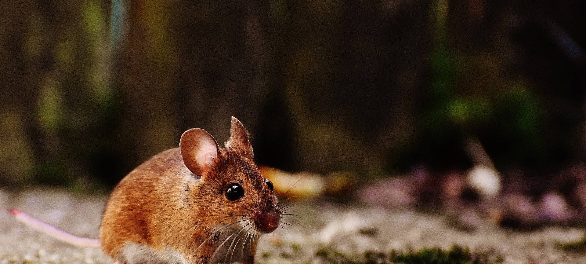 Mäuseplage im Märkischen Kreis