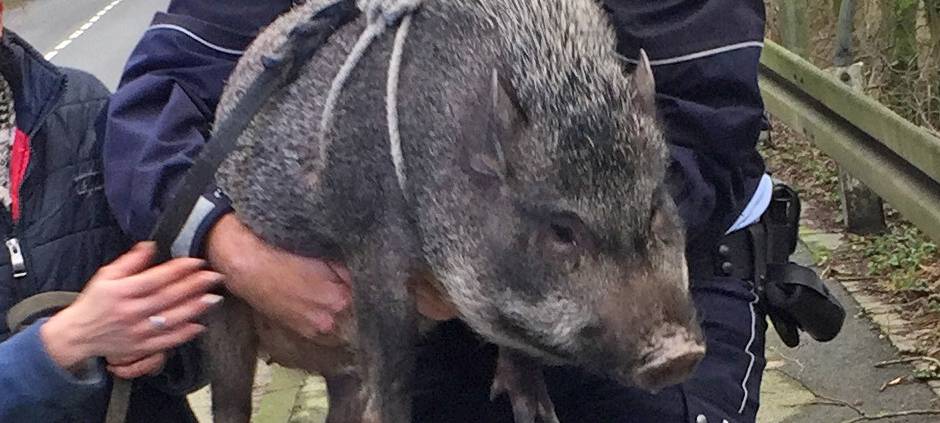 Hängebauchschwein von Polizei nach Hause eskortiert