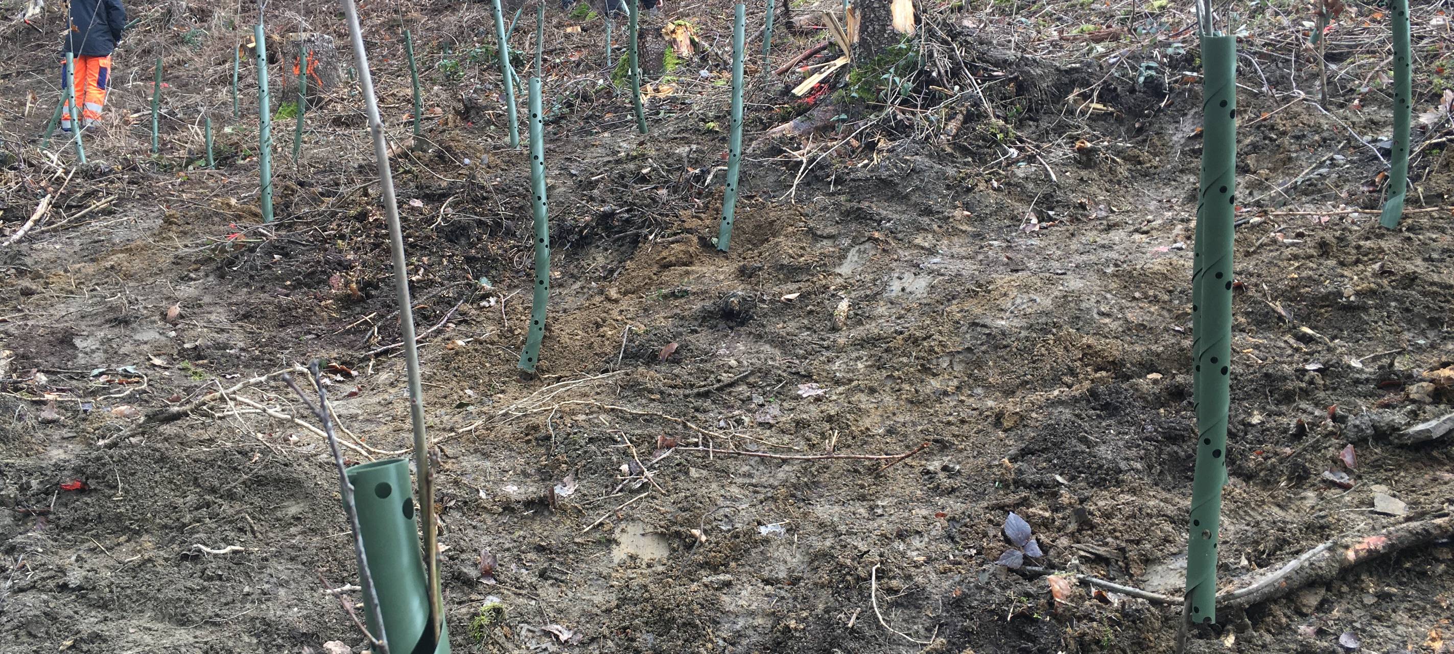 Baumpflanzaktion in Iserlohn-Letmathe