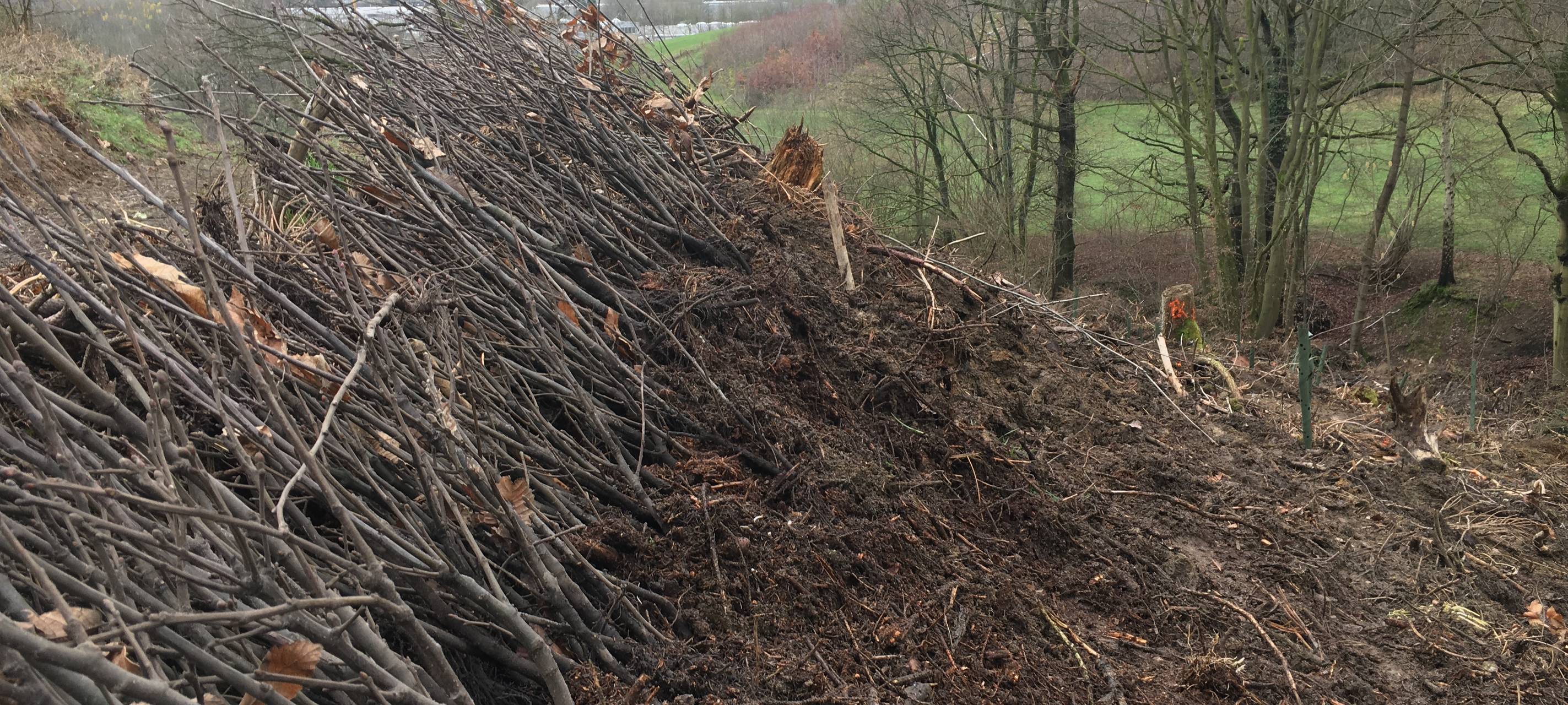 Baumpflanzaktion in Iserlohn-Letmathe