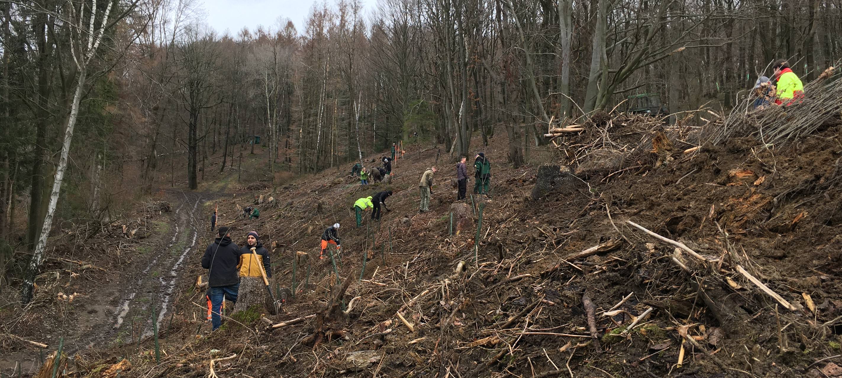 Baumpflanzaktion in Iserlohn-Letmathe