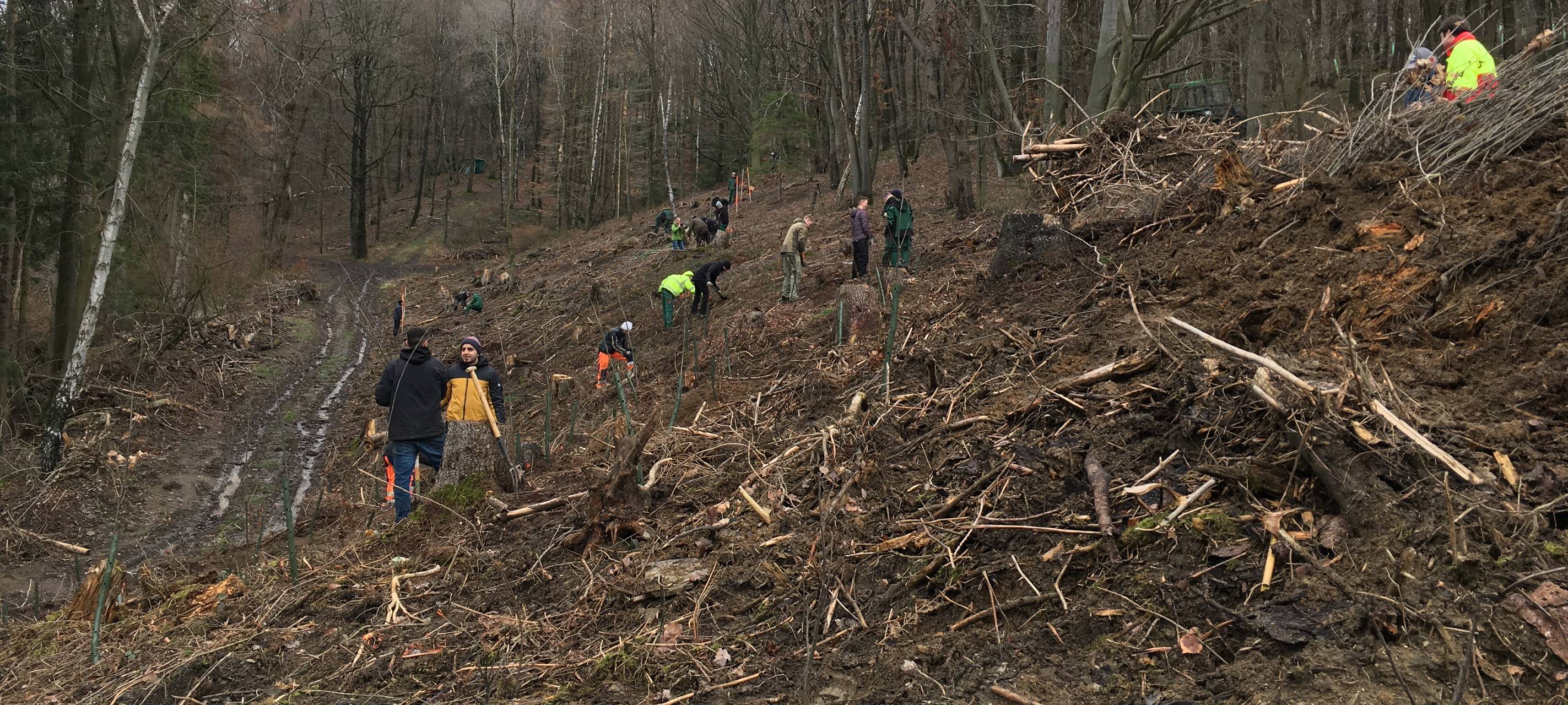 Baumpflanzaktion in Iserlohn-Letmathe
