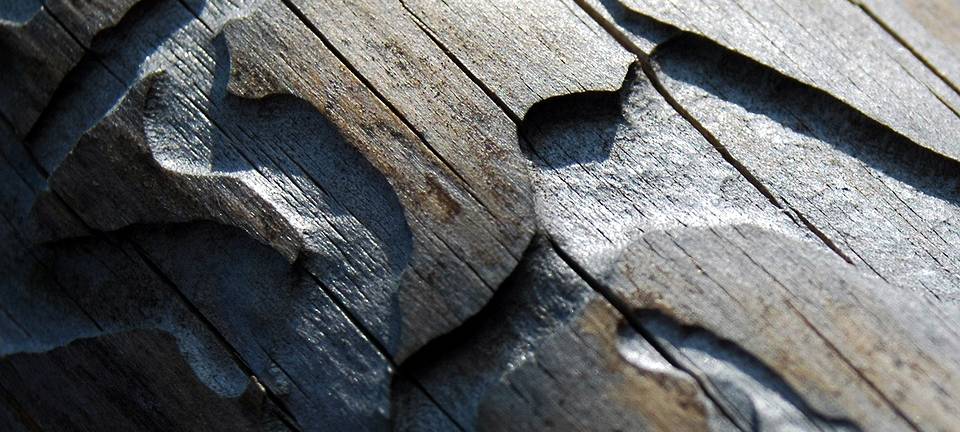 Borkenkäfer vermehrt sich rasend schnell