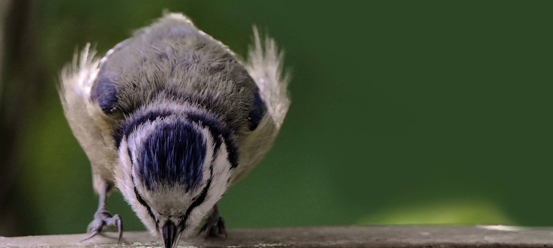 Aufruf zur Vogelzählung im Märkischen Kreis