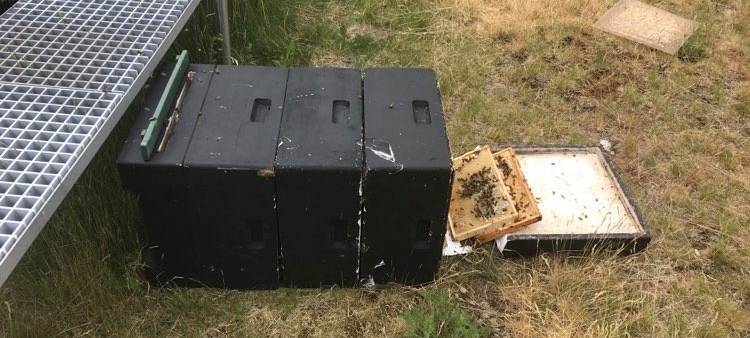 Bienen-Killer in Iserlohn