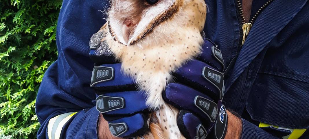 Eulenrettung in Menden