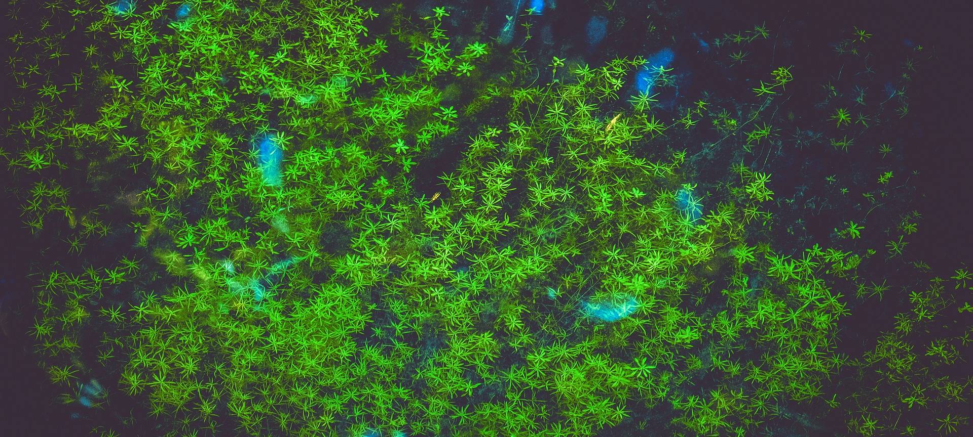 Schlingpflanze für Schwimmer gefährlich