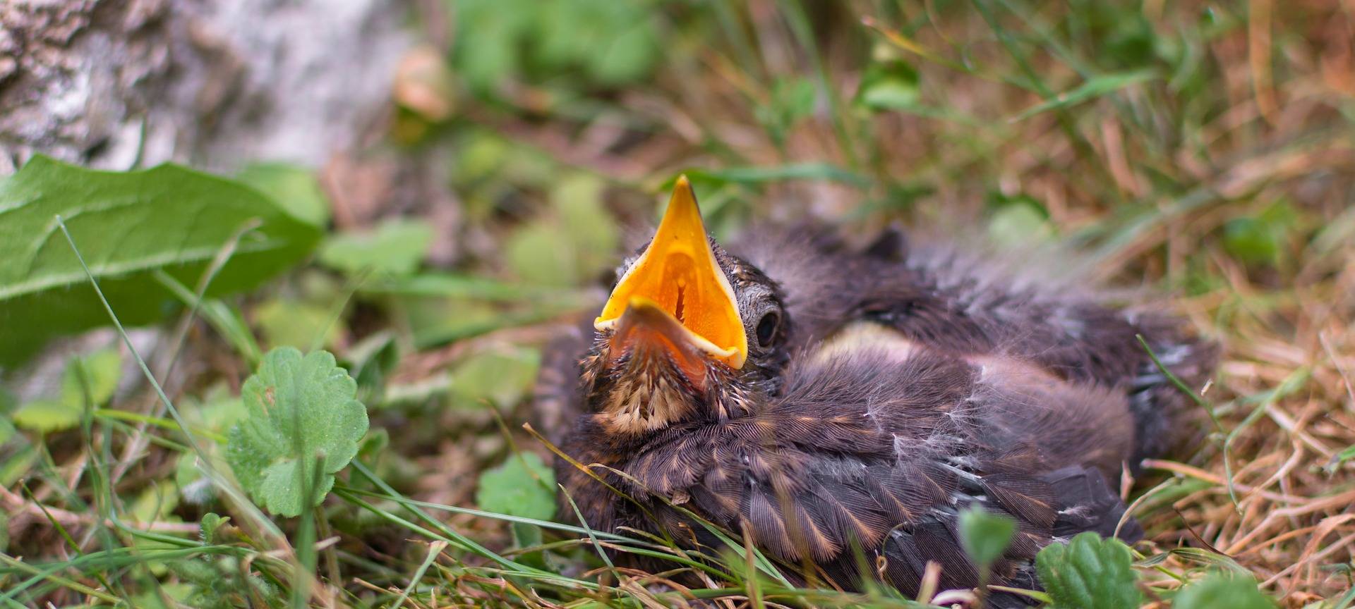 Zu viele Helfer sind des Vogels Tod