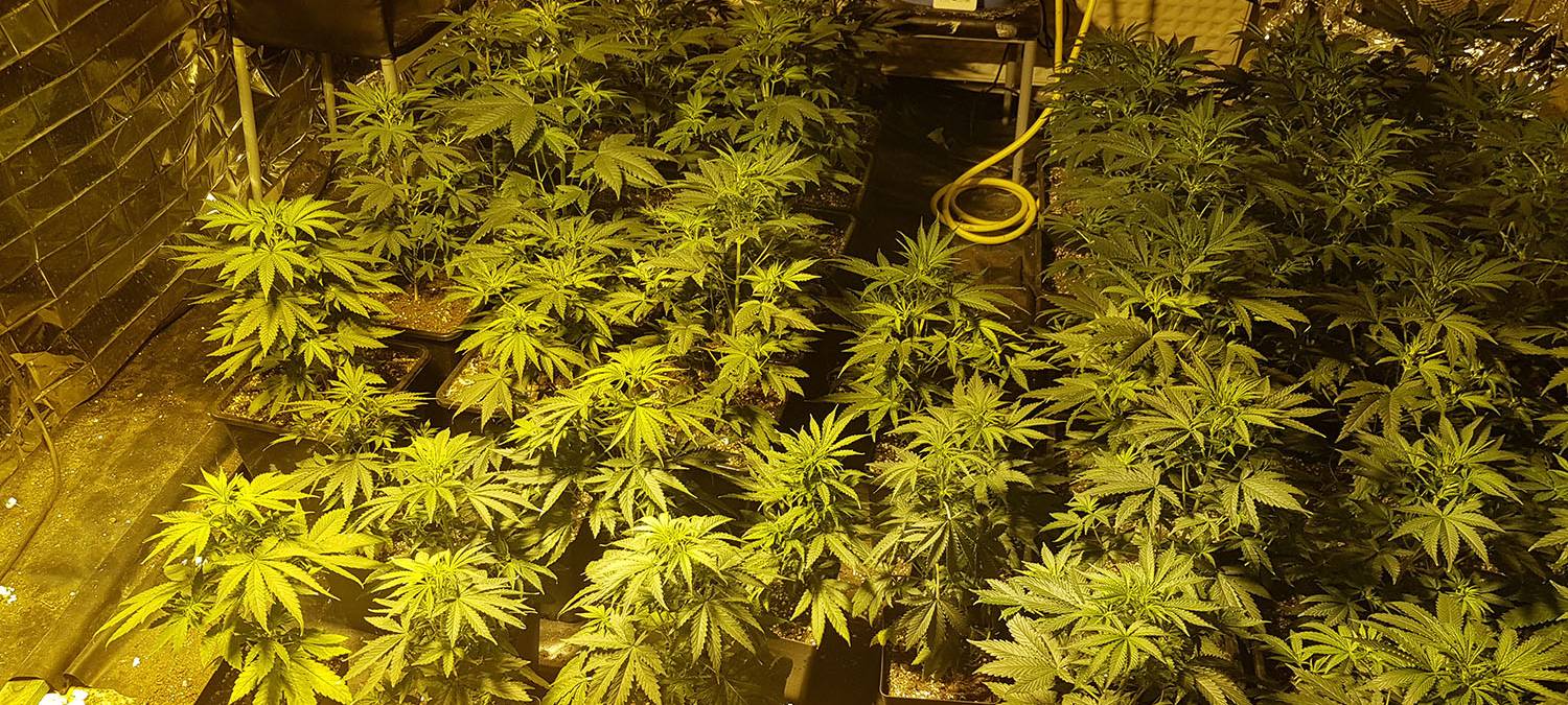 Cannabis-Plantage in Iserlohn aufgedeckt