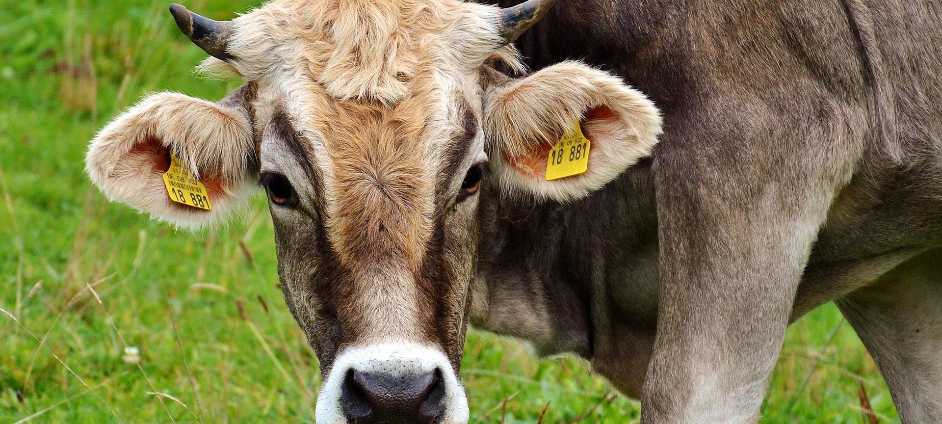 Weniger Milchbauern im Märkischen Kreis