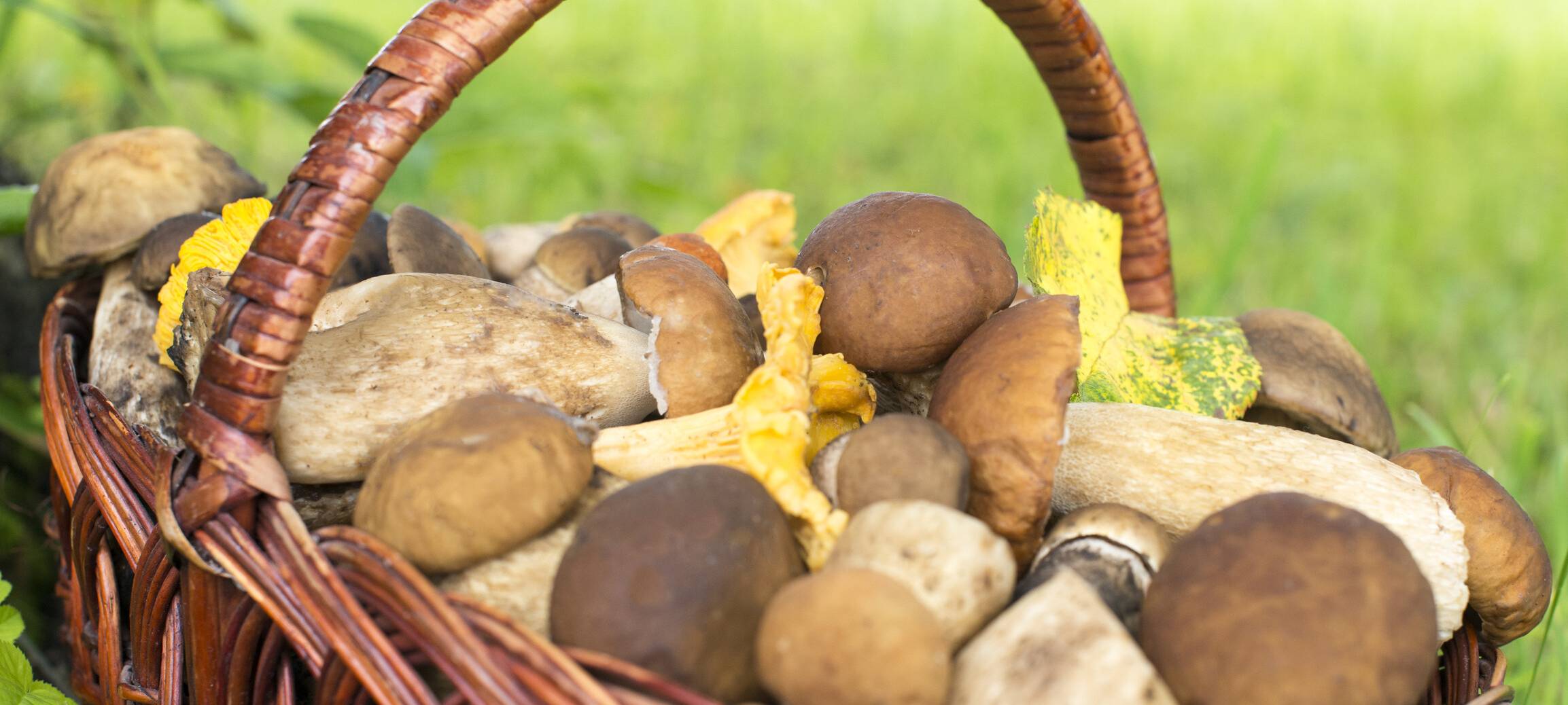 Einführungskurs Pilze bestimmen