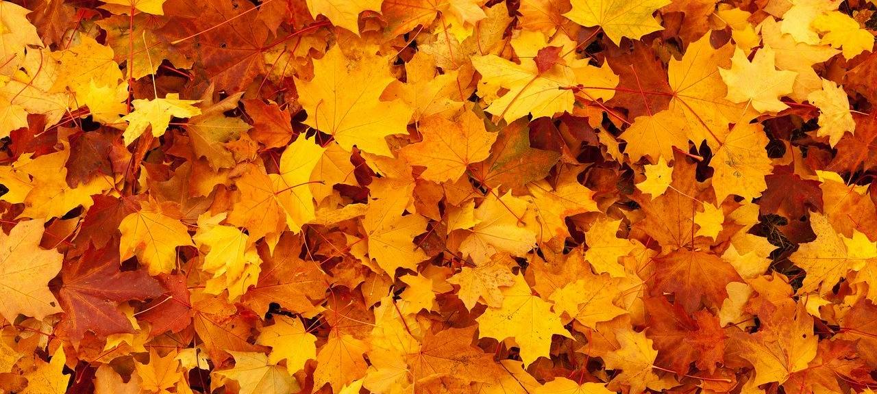 Herbst: Pflichten und Sturmversicherungen