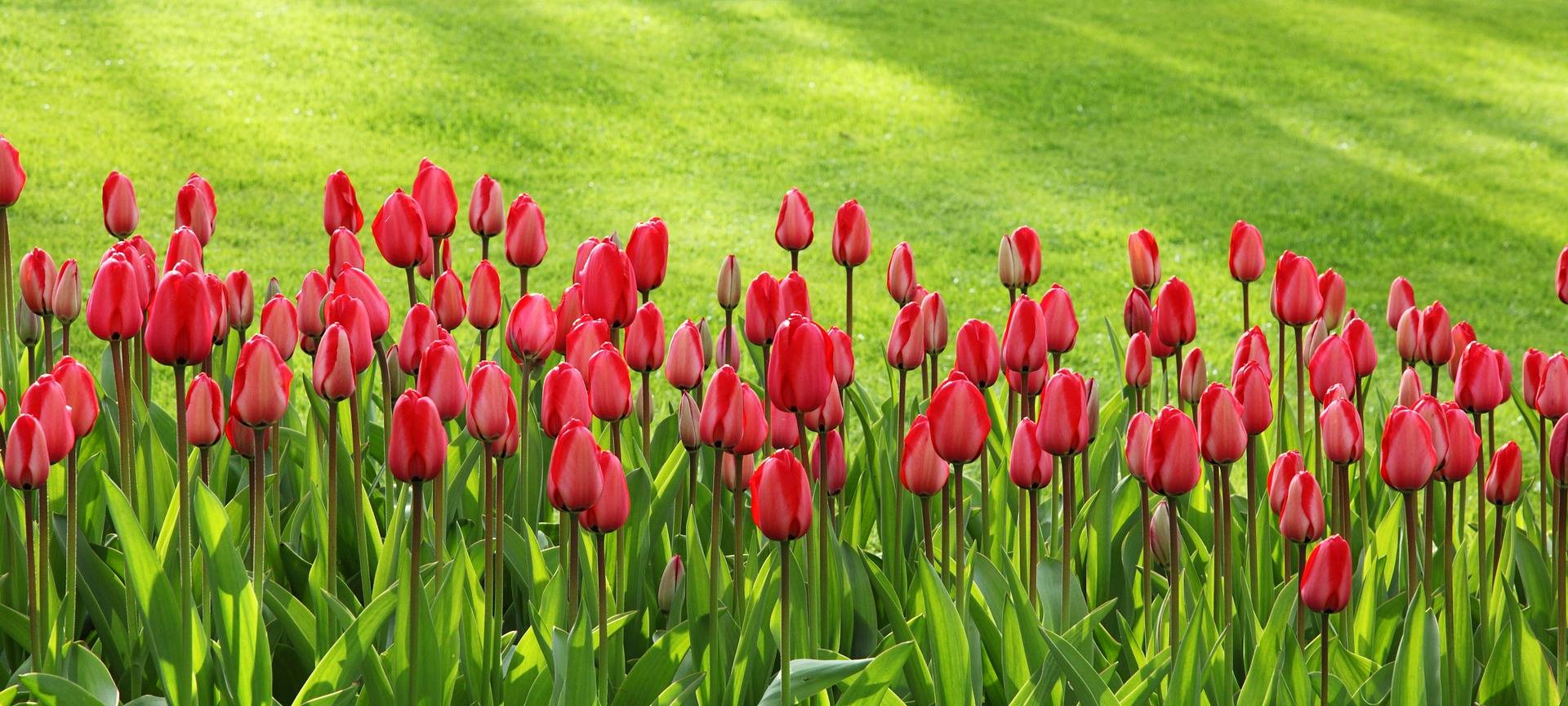 Tulpen als Zeichen gegen Kinderlähmung