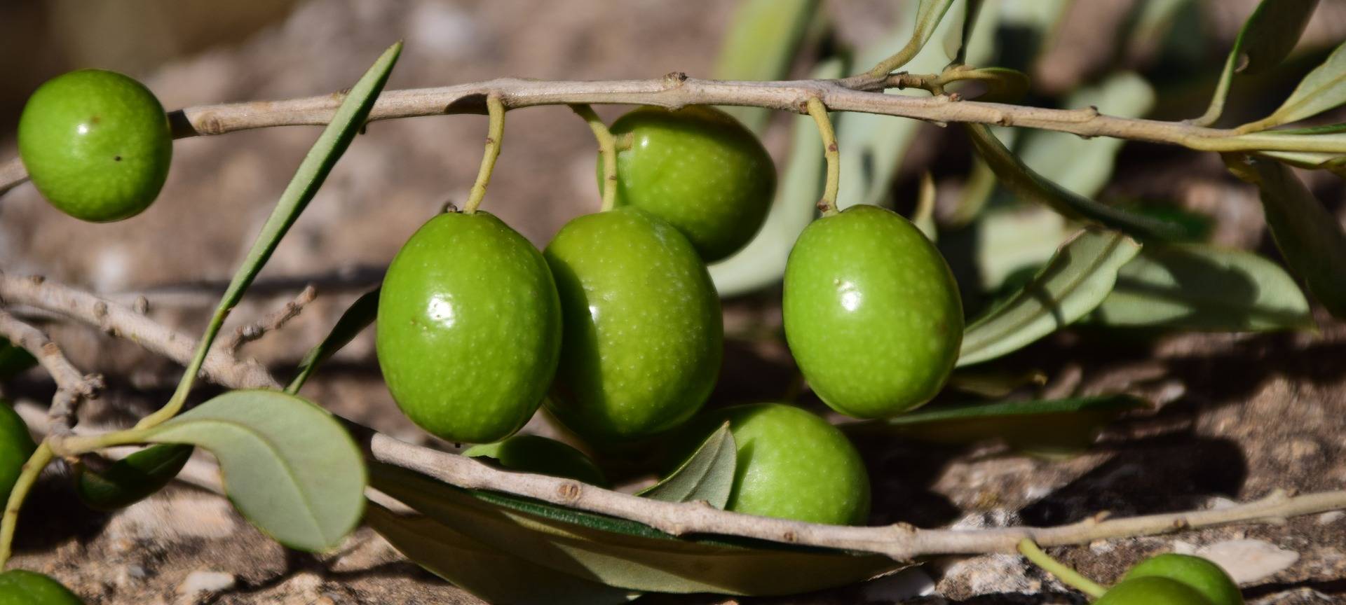 Oliven aus Letmathe
