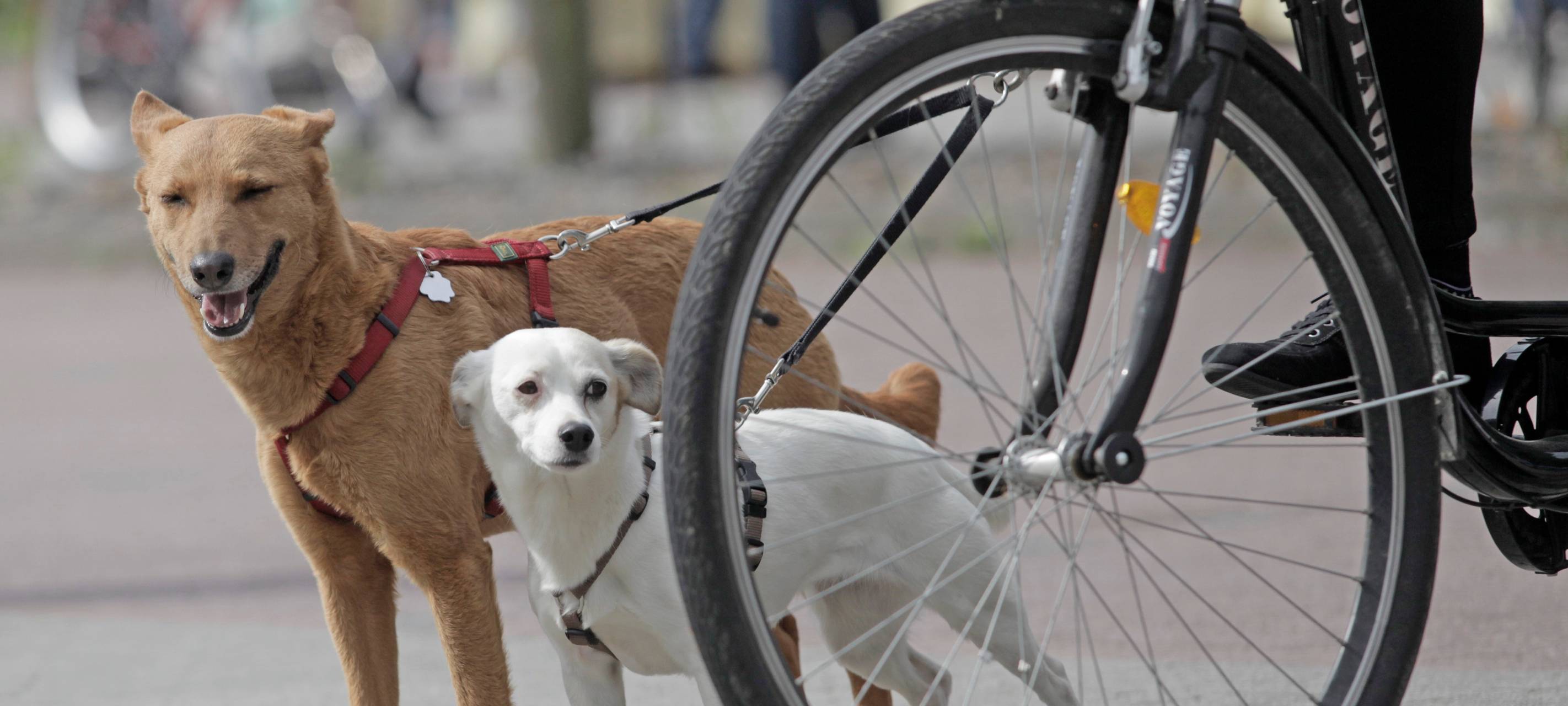 Ein Fahrrad steht in einer belebten Zone mit Fußgängern. Zwei Hunde an einer Leine.