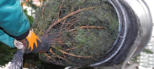 Weihnachtsbäume kaum teurer