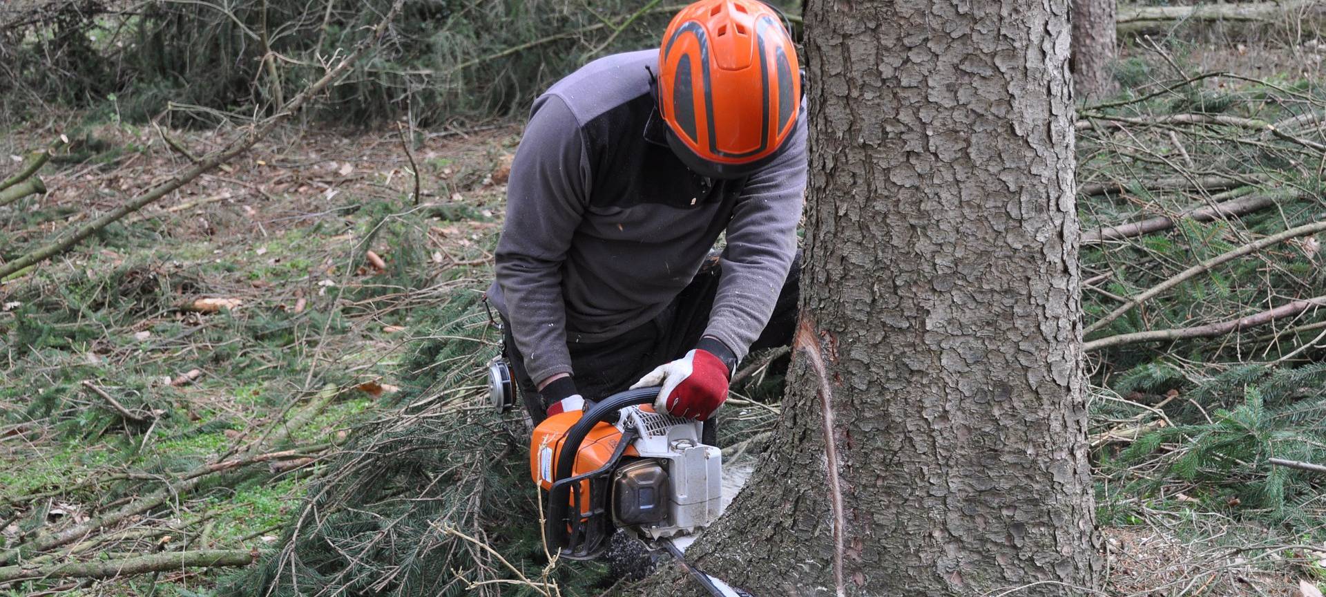 Baumfällarbeiten Balve und Neuenrade