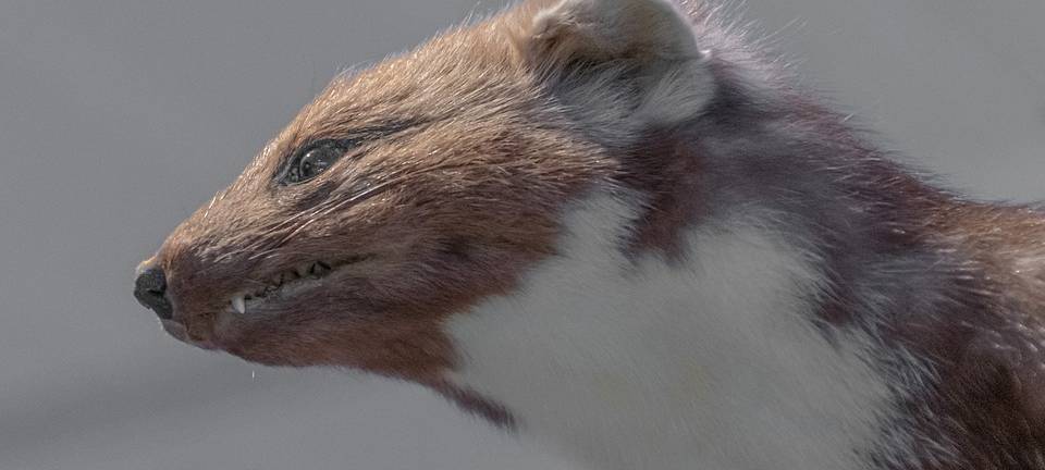 Marderschäden vorbeugen