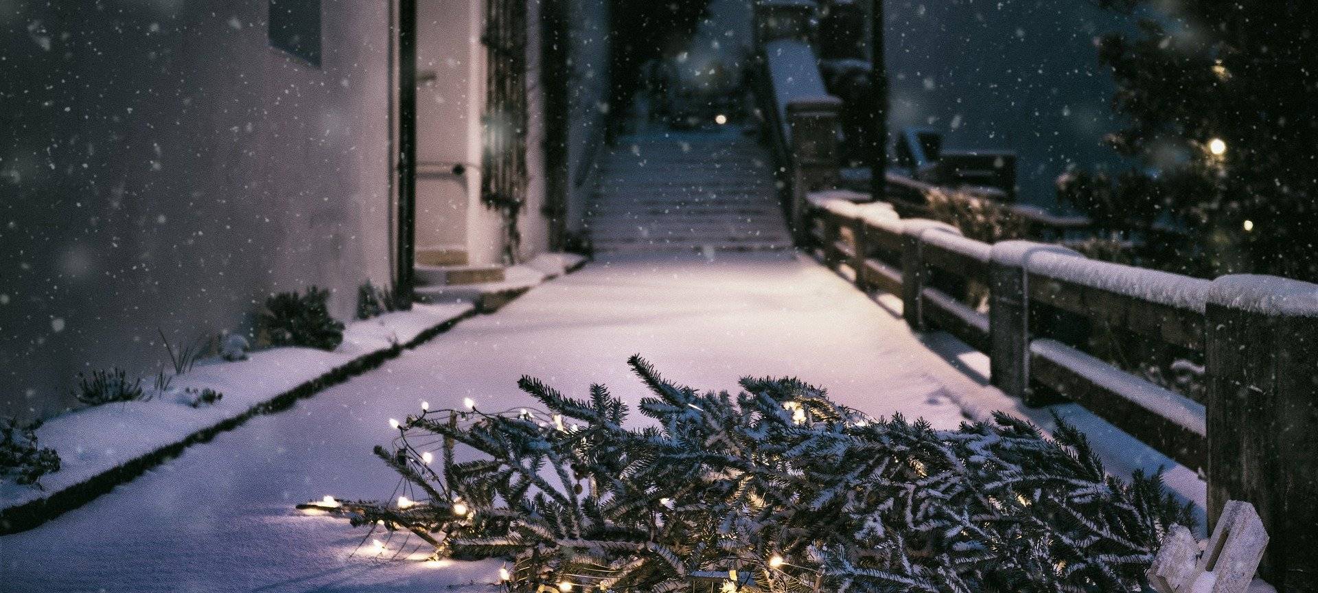 Wann werden die Weihnachtsbäume abgeholt?