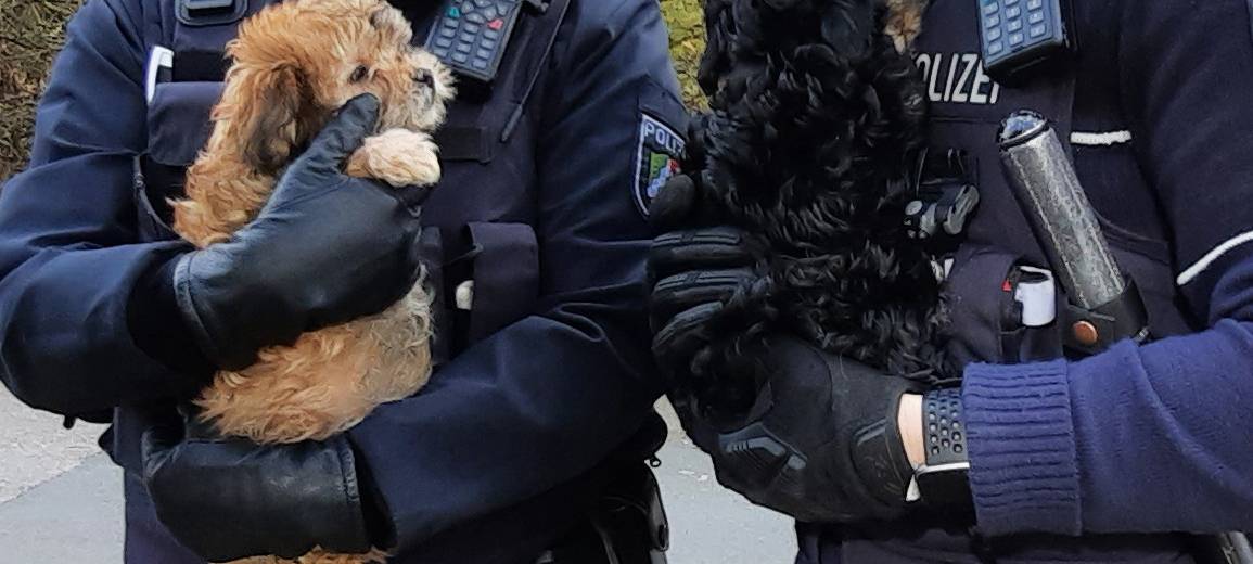 Hundewelpen gerettet!