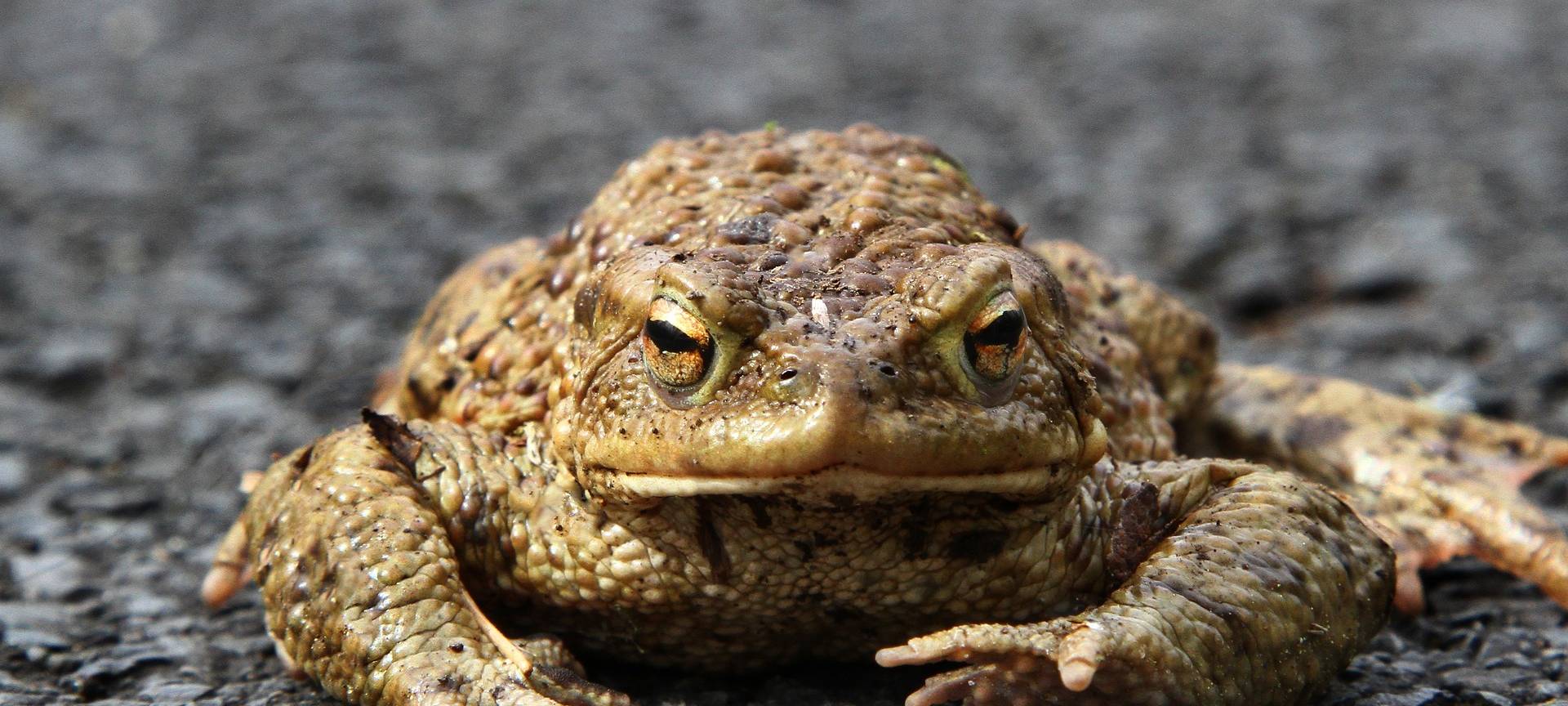 Kröten haben bald Vorfahrt in Hemer