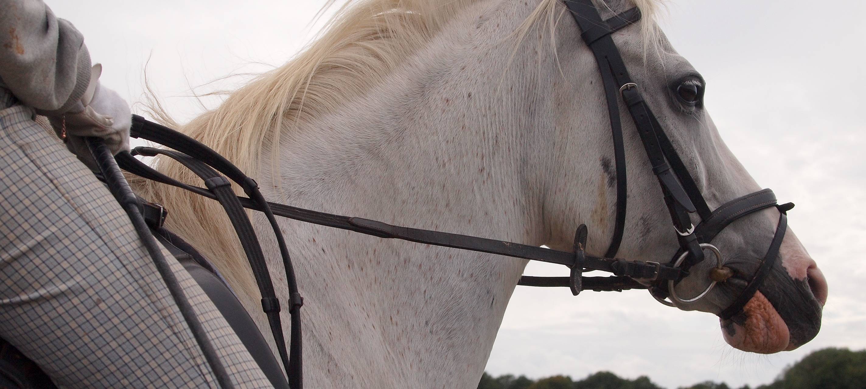 Dressurreiter aus Menden bei Olympia
