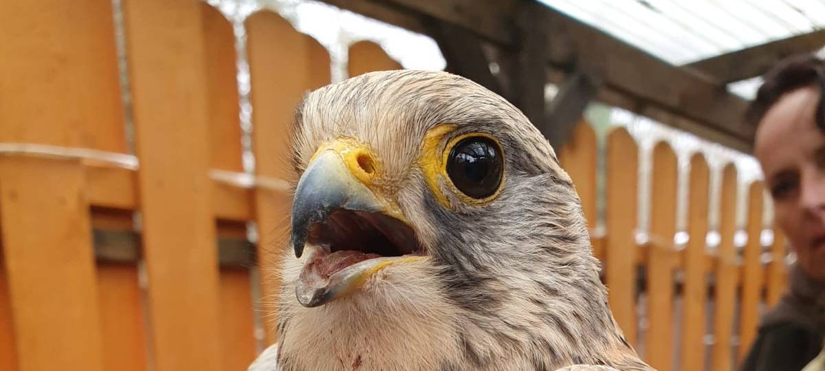 Turmfalke Sirius gerettet