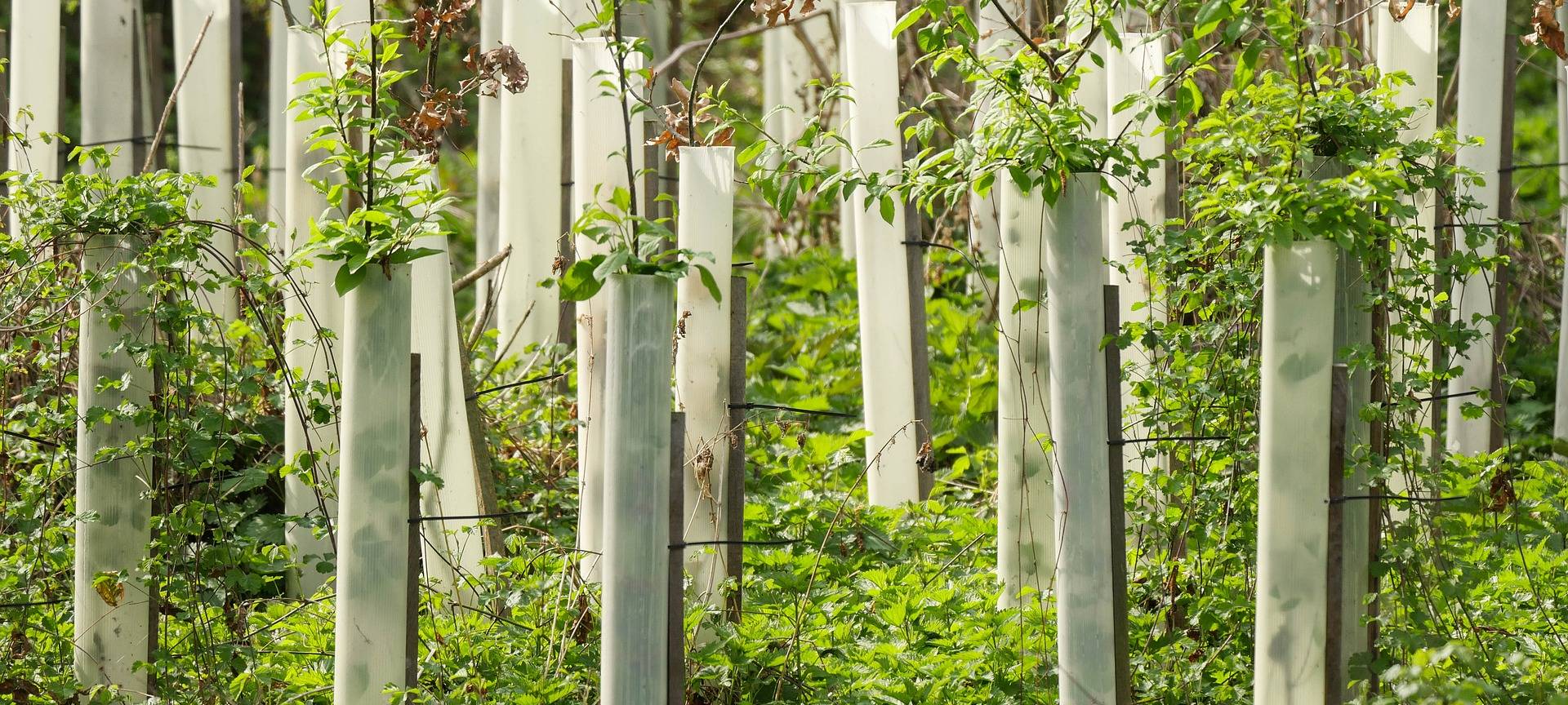 Lebenshilfe Lüdenscheid startet Aufforst-Aktion