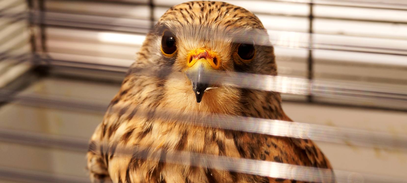 Turmfalke Sirius gerettet