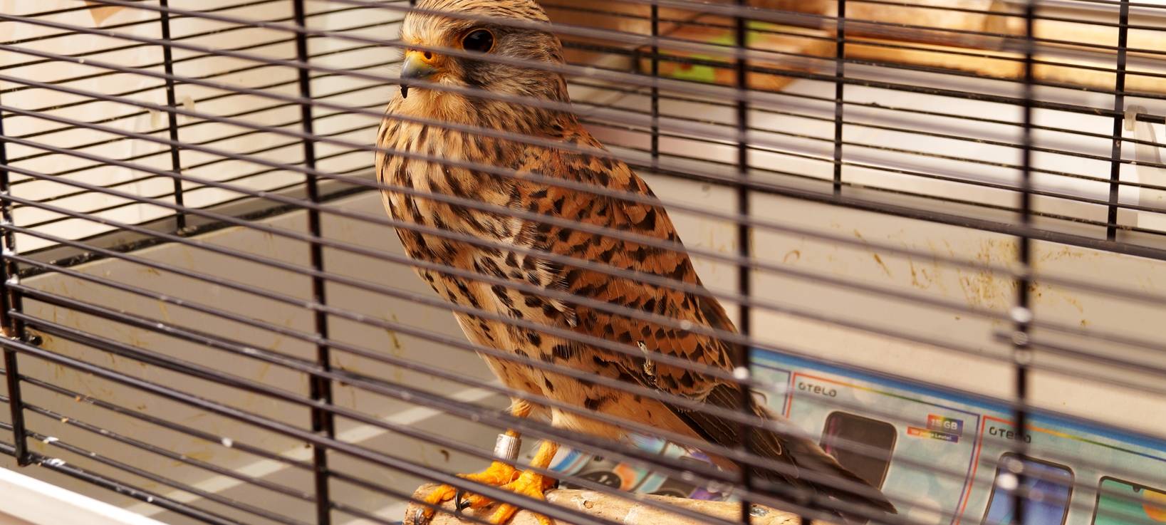 Turmfalke Sirius gerettet