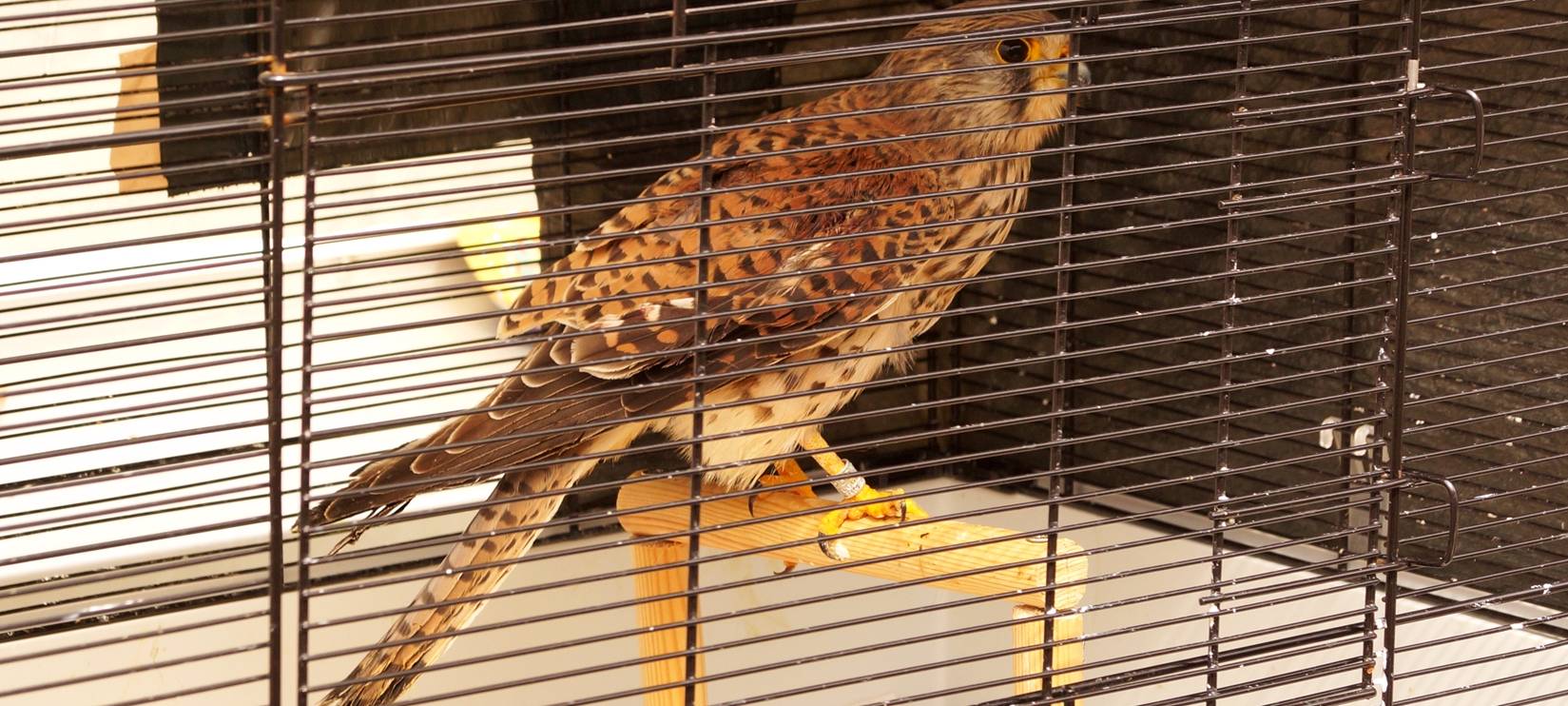 Turmfalke Sirius gerettet