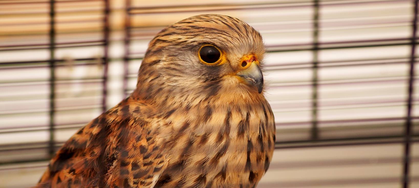 Turmfalke Sirius gerettet