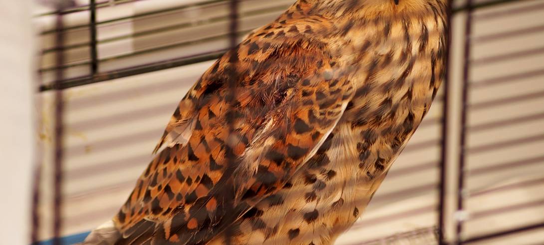 Turmfalke Sirius gerettet