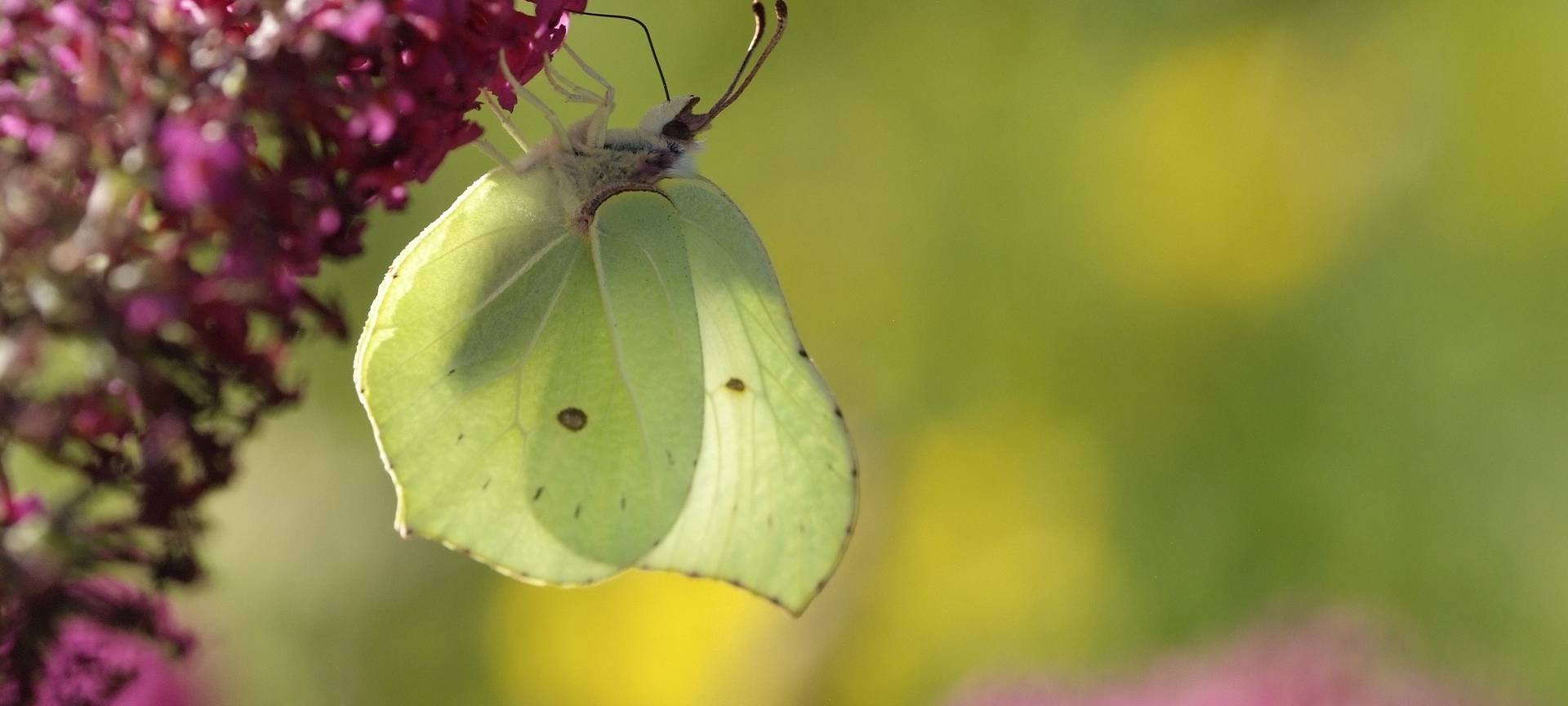 Arche Noah gewinnt Landespreis