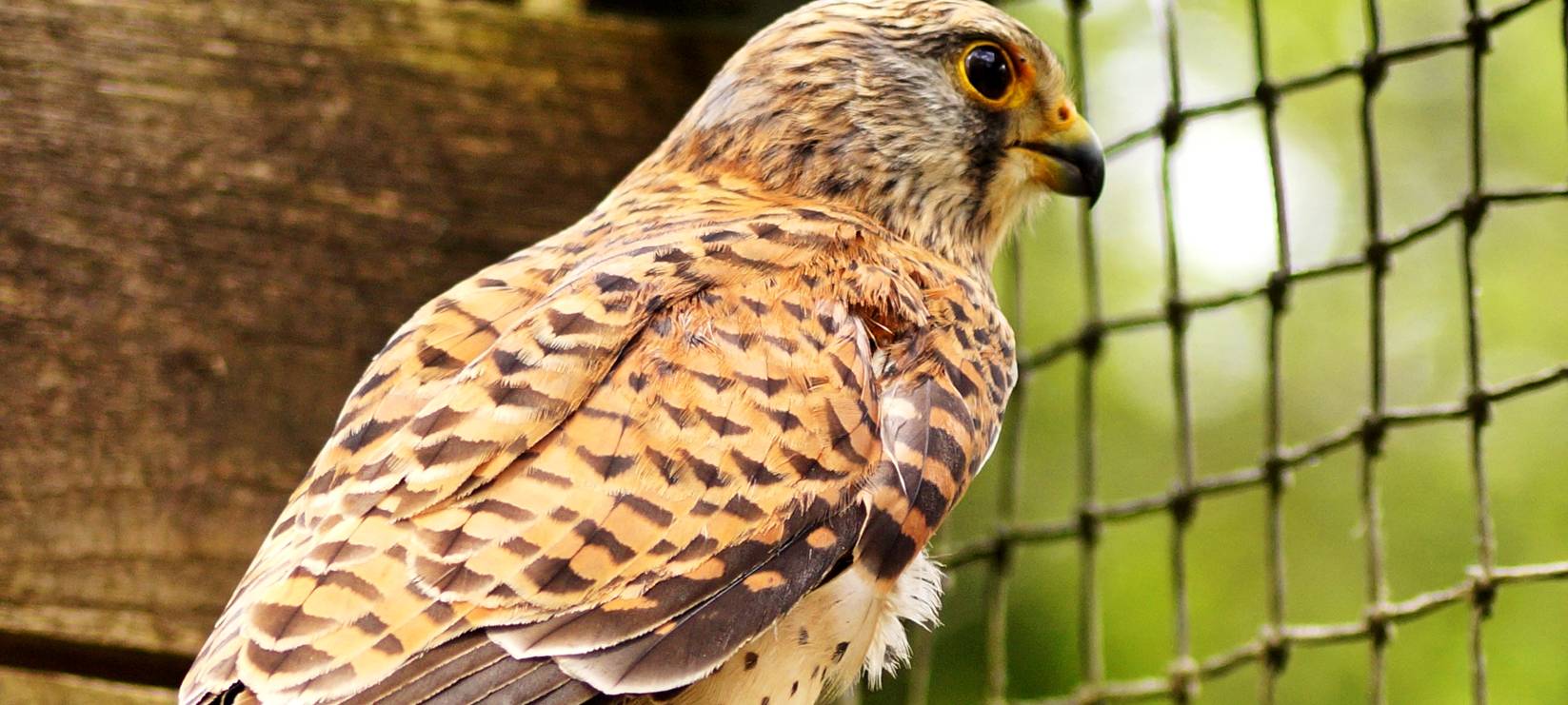 Turmfalke Sirius gerettet