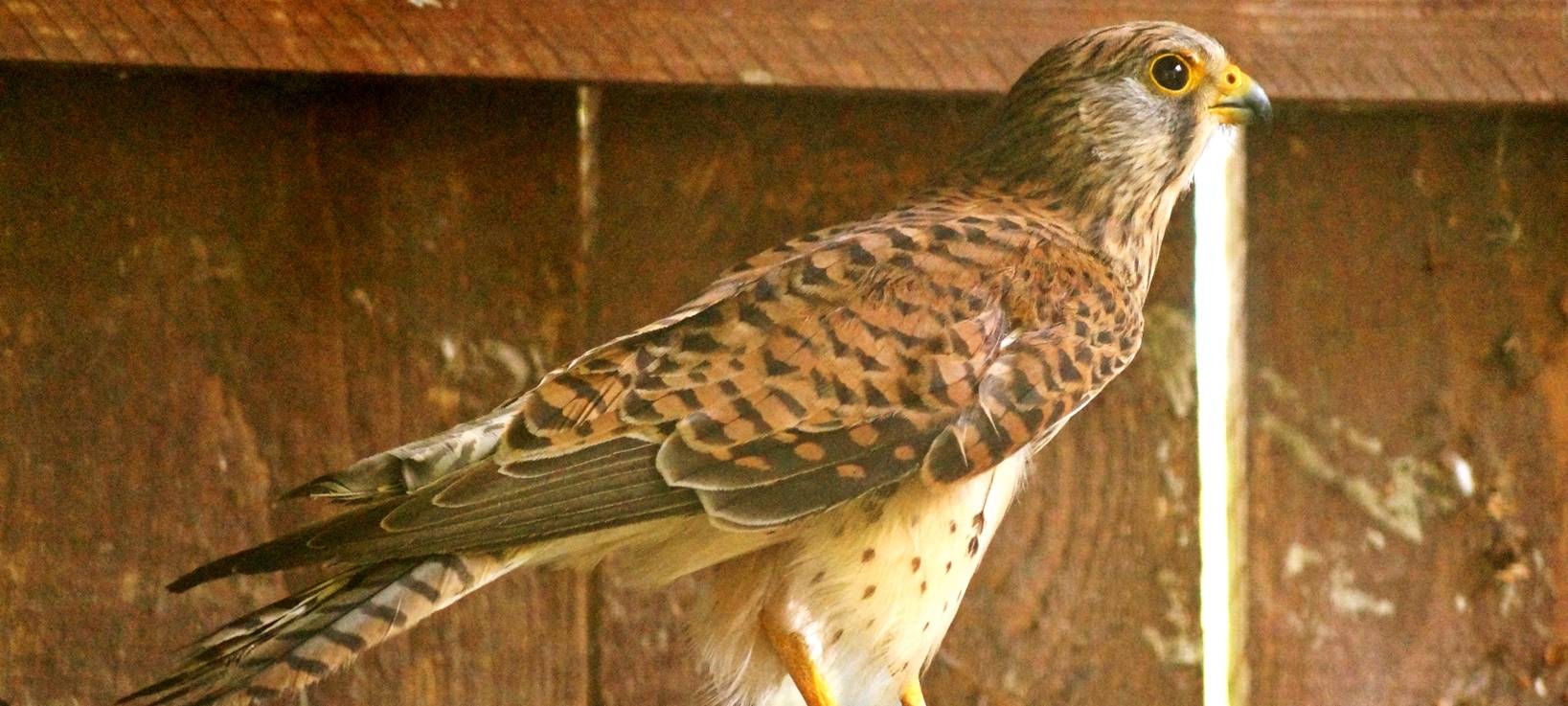 Turmfalke Sirius gerettet