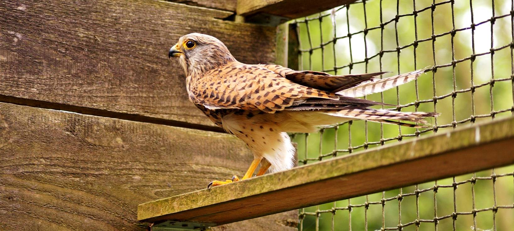 Turmfalke Sirius gerettet