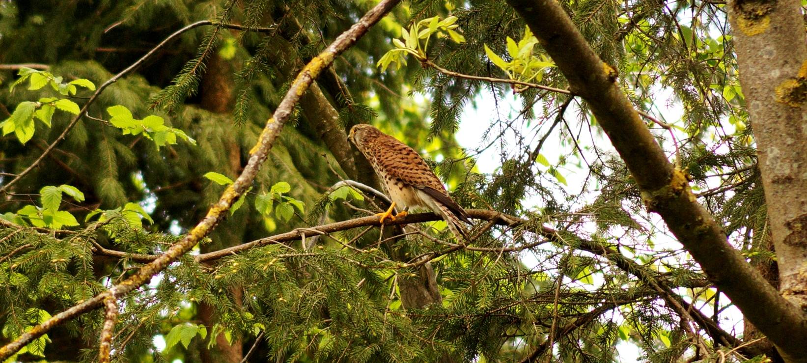 Turmfalke Sirius gerettet